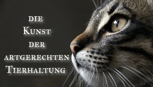 Die-Kunst-der-artgerechten-Katzenhaltung-Ein-Leitfaden-für-glückliche-Samtpfoten CagillyPaw e.U.