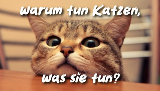 Katzenpsychologie-Warum-tun-Katzen-was-sie-tun CagillyPaw e.U.