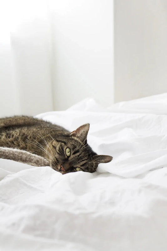 Das perfekte Katzenbett: So schaffen Sie einen gemütlichen Rückzugsort für Ihre Katze