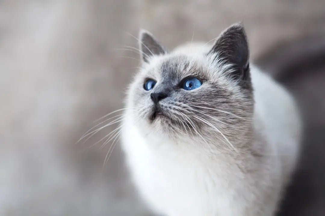 Tipps zur Schaffung einer sicheren Umgebung für Ihre Katze