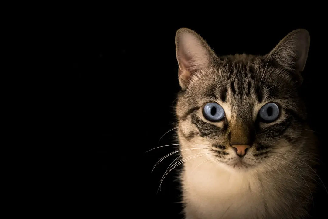 Katzensprache: Was miauen bedeutet