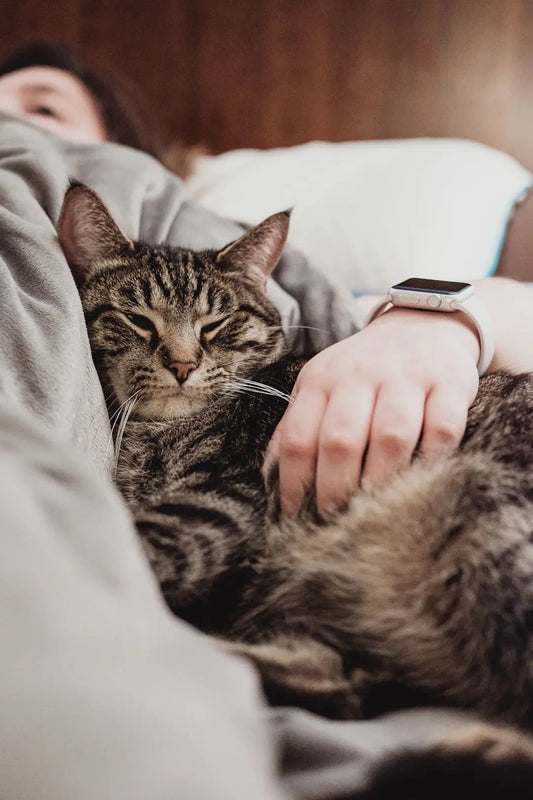 Die Bedeutung von Spielzeit: Wie es die Bindung zu deiner Katze stärkt