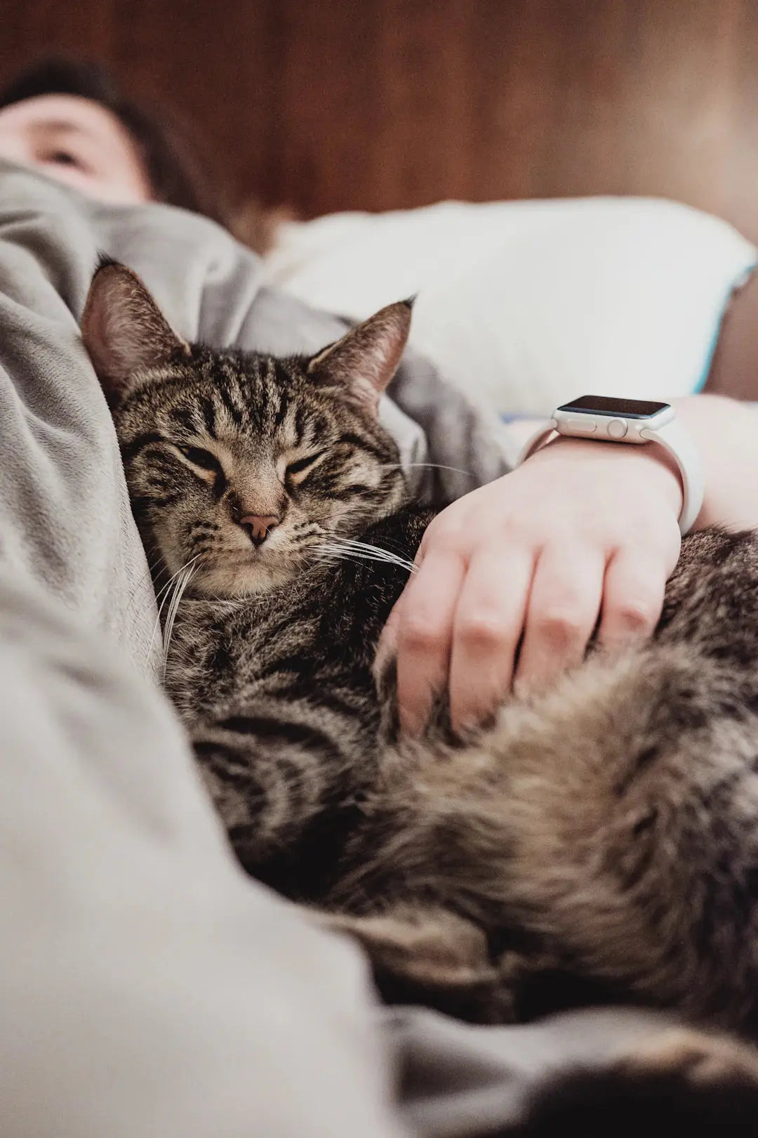 Katzenkommunikation Körpersprache verstehen für starke Beziehungen