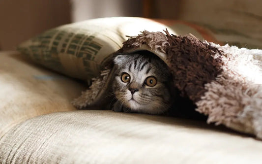 Wichtige Dinge, die man vor der Anschaffung einer Katze wissen sollte