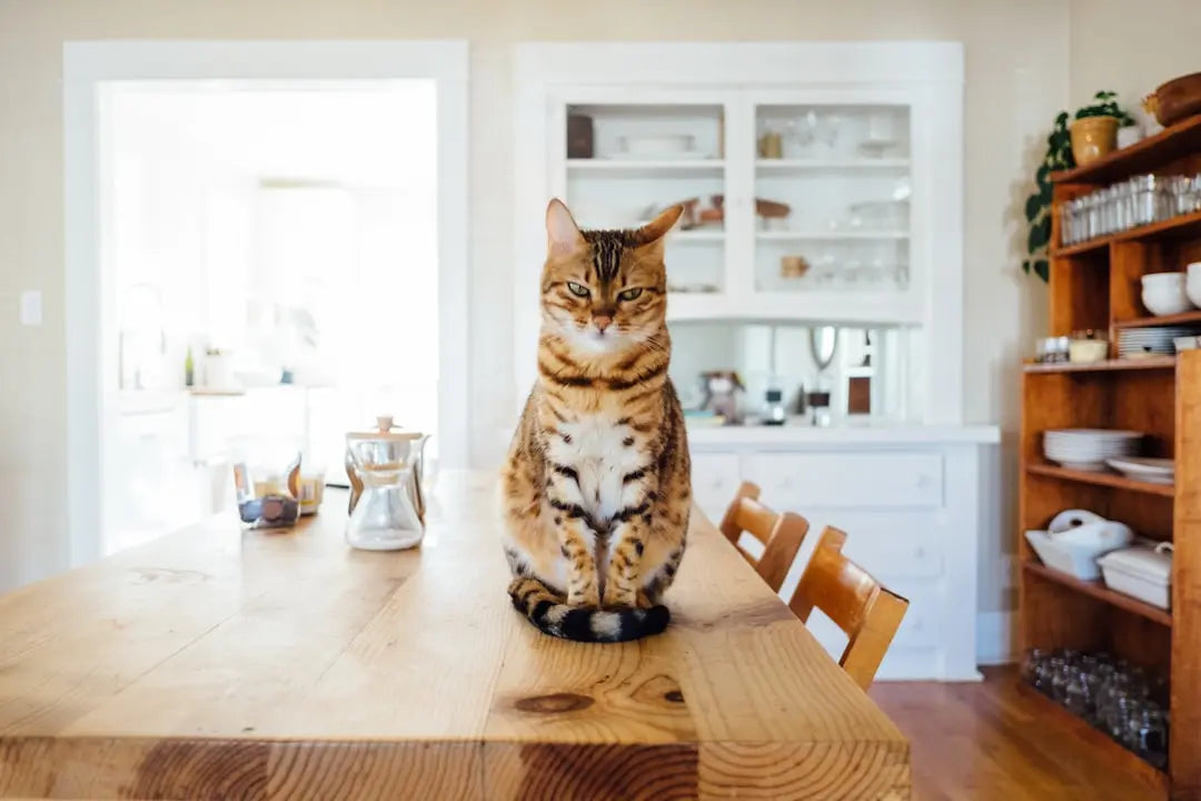 Katzenartgerechte Beschäftigung: Ideen für drinnen und draußen