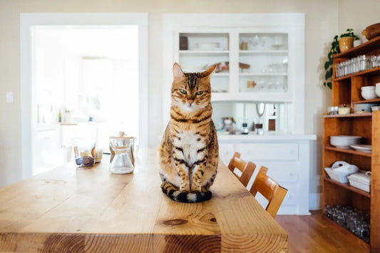 Katzenartgerechte Beschäftigung: Ideen für drinnen und draußen