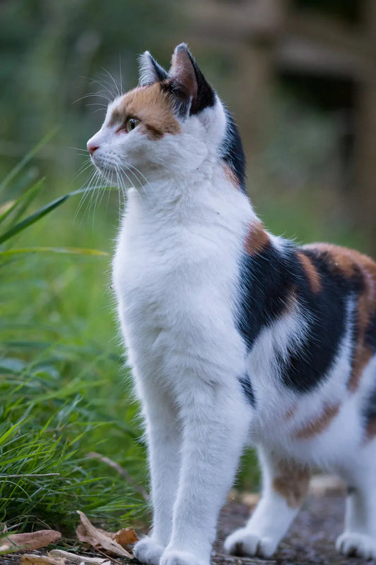 Die besten Tipps, um Ihre Katze an ihr neues Zuhause zu gewöhnen