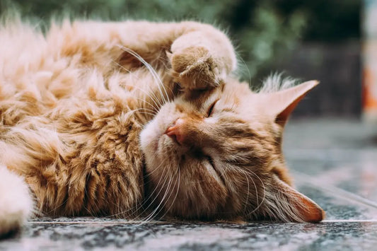 Die Bedeutung von Katzenhygiene: Reinigung und Pflege für Ihre geliebten Vierbeiner