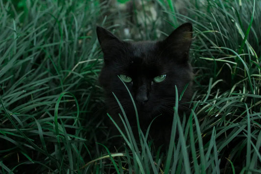 Willkommen in der zauberhaften Welt der Katzen