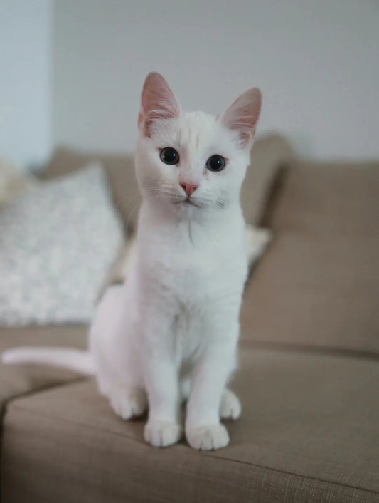 Katzenpflege im Alter: Vorschläge für die besten Seniorenbeziehungen