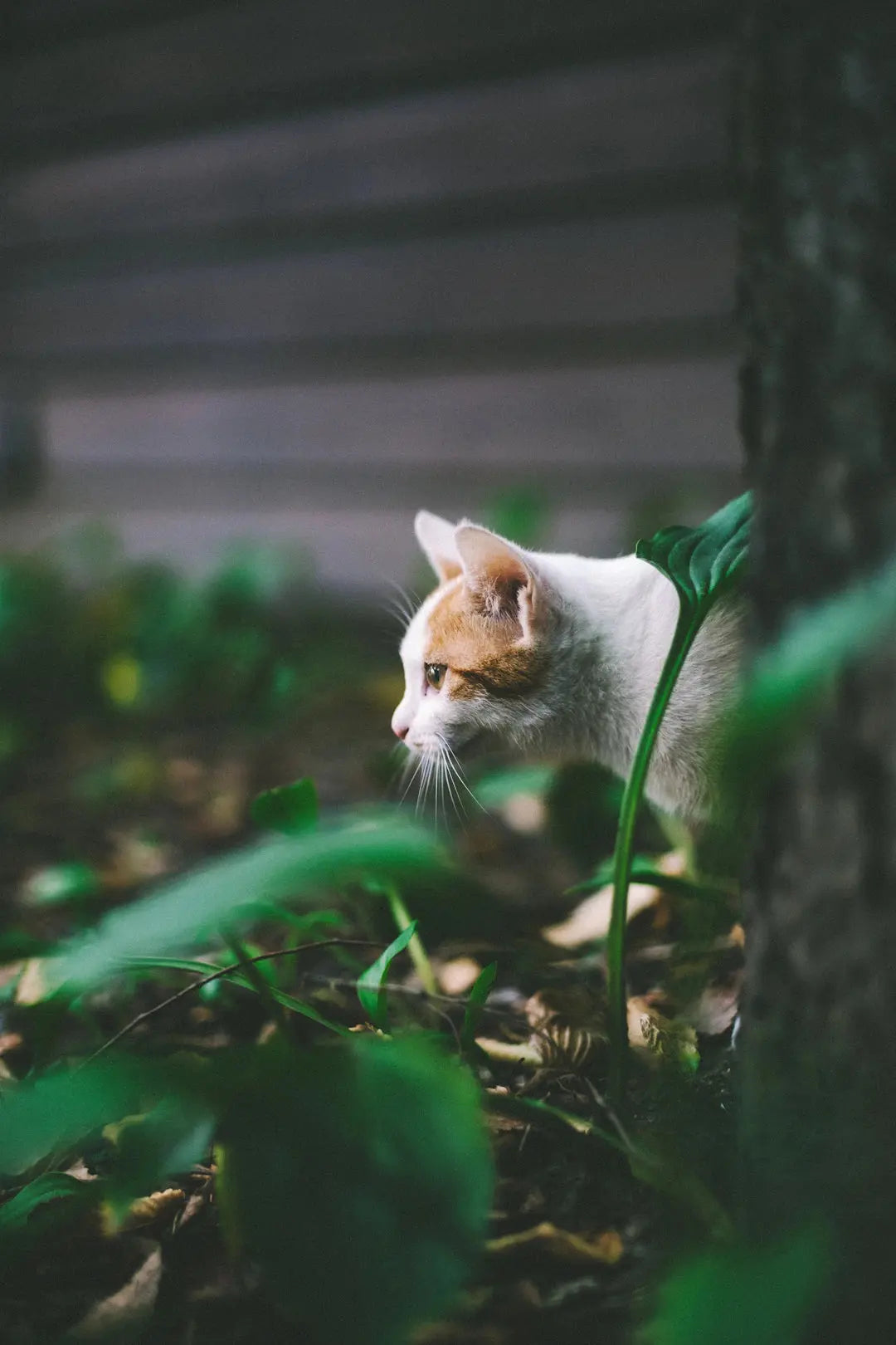 Katzen und ihre Jagdinstinkte Einblick in ihr Verhalten