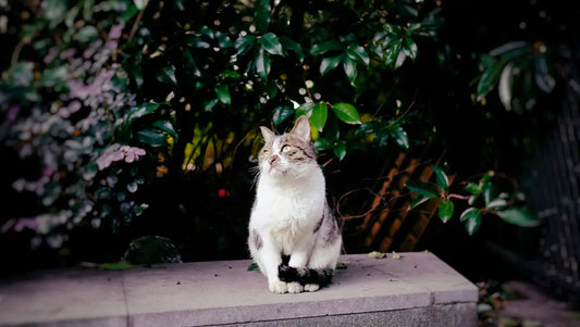 Outdoor vs. Indoor: Das beste Lebensumfeld für deine Katze