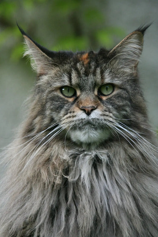 Tipps, um die Bindung zu deiner Katze zu stärken