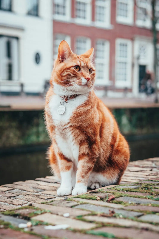 Katzen und ihre Rolle in der Popkultur