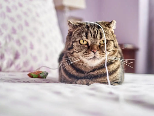 Die Rolle von Katzenspielzeug bei der Förderung der Fitness