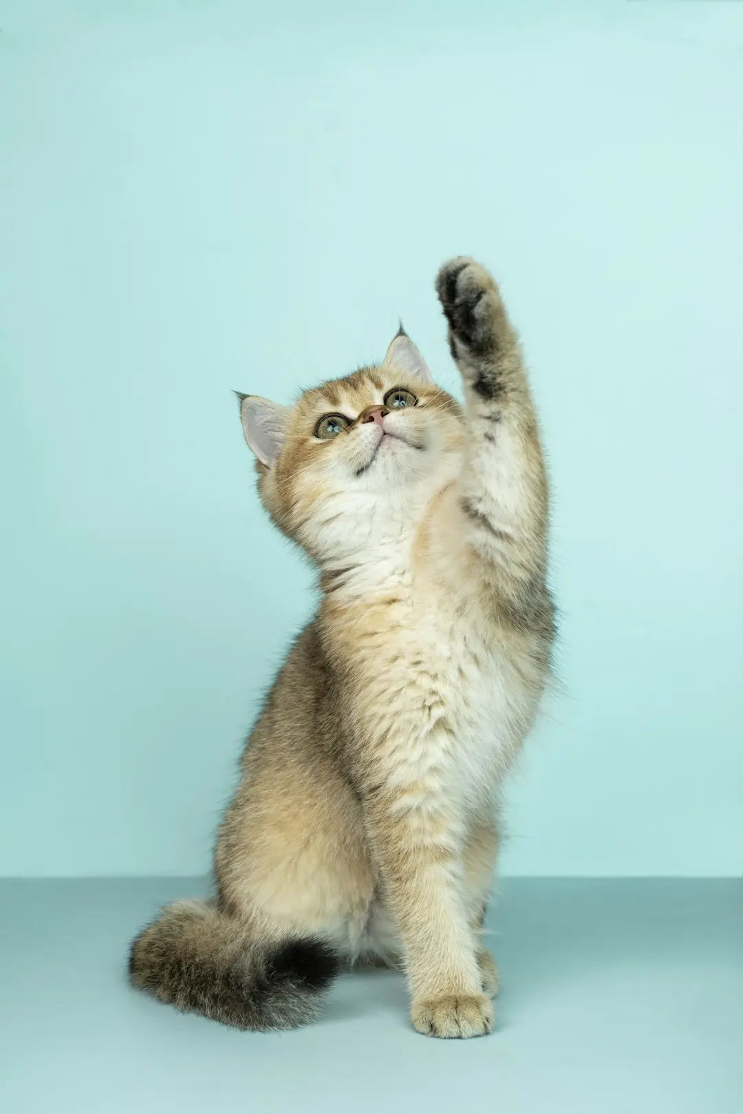 Katzen und ihre Instinkte: Was sie von wilden Katzen lernen können
