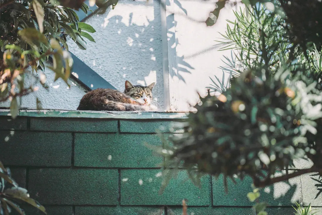 Die süßesten Katzenschnurren im Internet, die Ihr Herz erobern werden