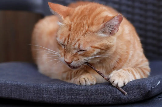 Warum Schnurren Katzen? Eine tiefere Analyse dieser beruhigenden Geräusche
