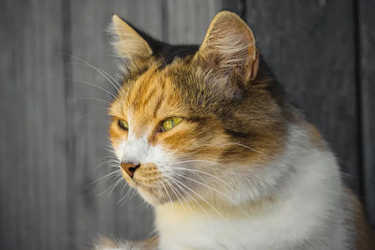 Die faszinierende Welt der Katzenohren: Was sie über die Stimmung deiner Katze verraten