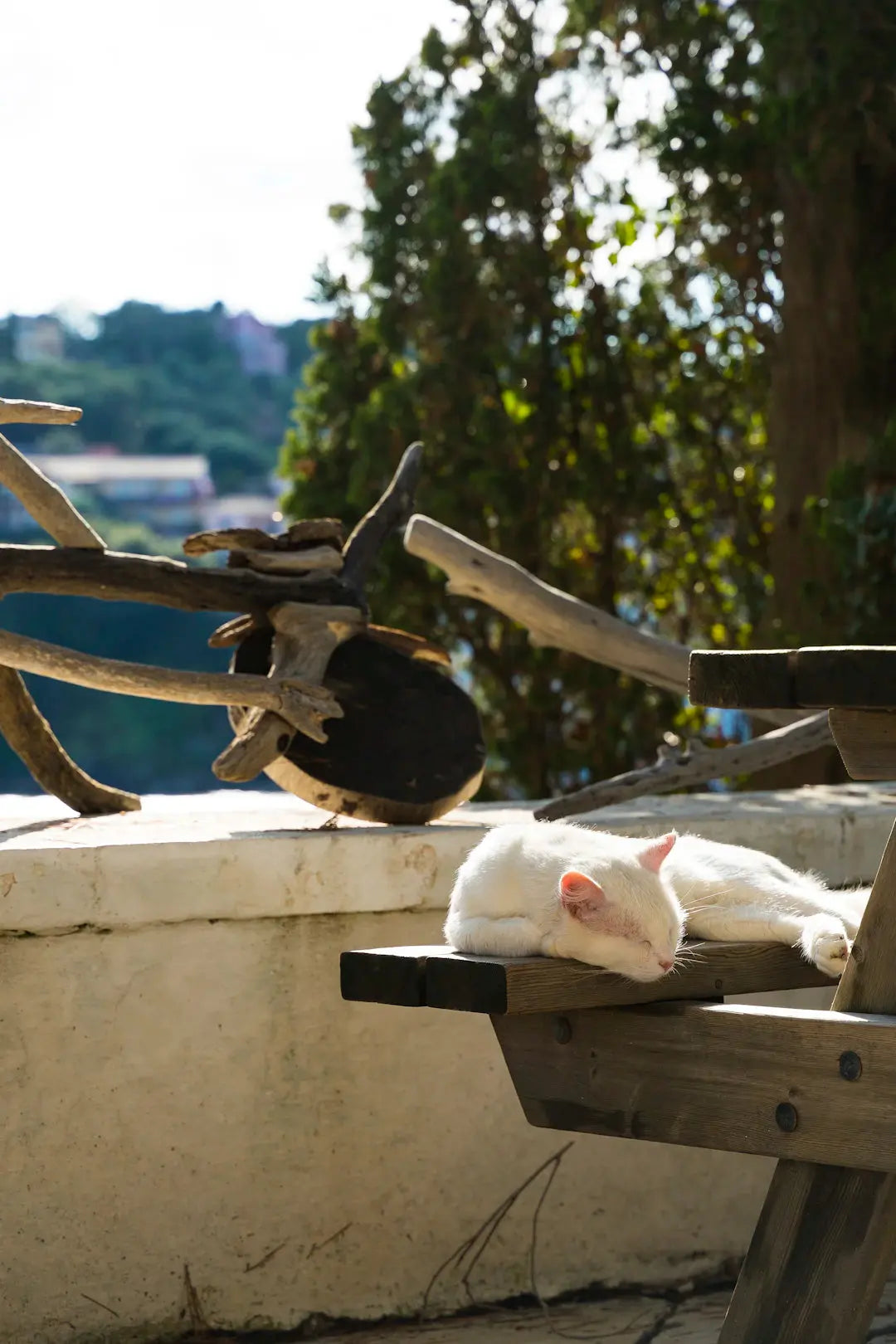 Wie Katzen schlafen: Die Bedeutung des Schlafs für unsere pelzigen Freunde