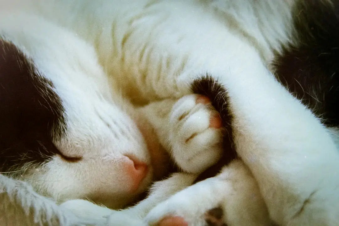 Katzen und ihre Bedeutung in verschiedenen Kulturen Ein Blick auf die Mythen