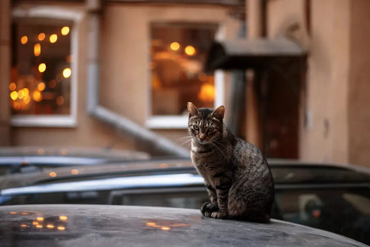 Katzen in der Urbanisierung: Herausforderungen und Lösungen für ein harmonisches Leben