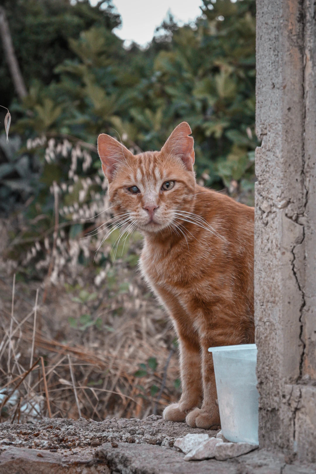 Reisen mit Katzen Tipps und Tricks für ein entspanntes Abenteuer