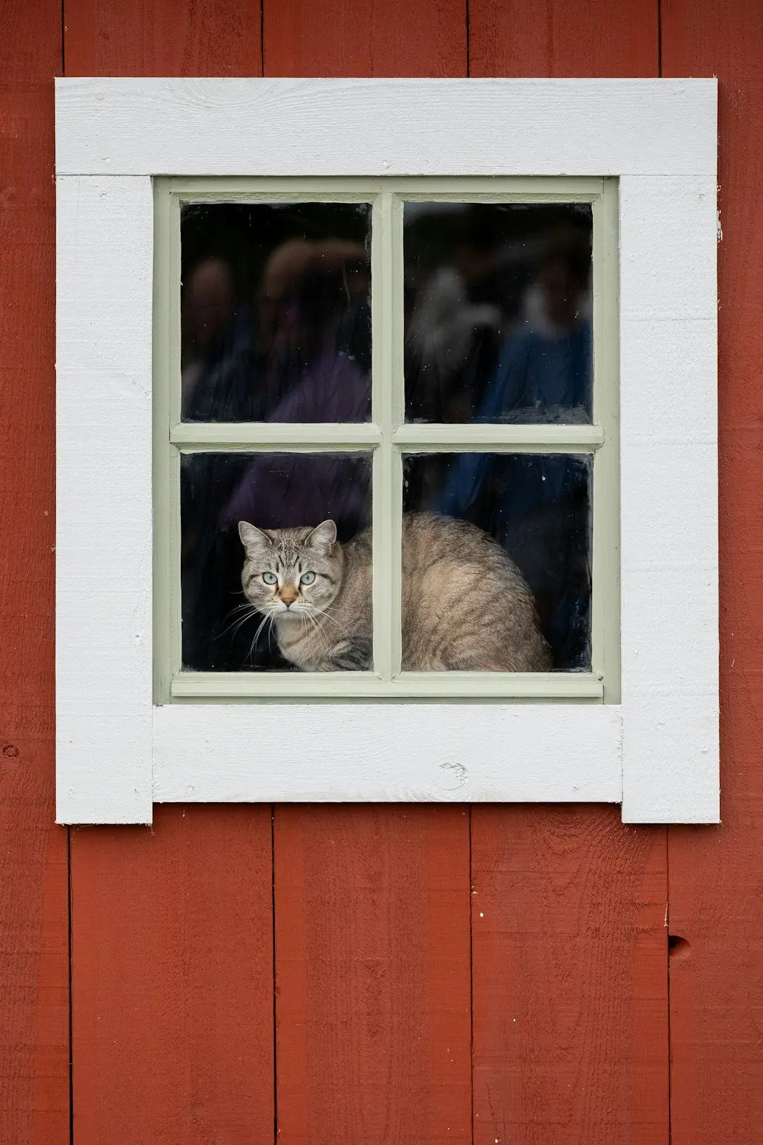 Die faszinierende Geschichte der Domestikation der Katze