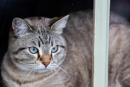 Die faszinierende Geschichte der Domestizierung von Katzen