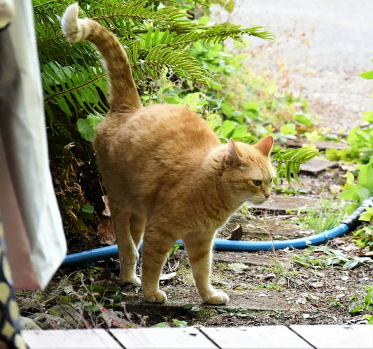 Katzenverhalten: Warum miauen Katzen?