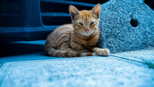 Entdecke die faszinierende Welt der Katzenrassen und ihre einzigartigen Eigenschaften