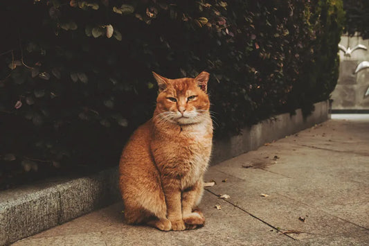 Katzenausstellungen und Wettbewerbe: Ein Blick hinter die Kulissen