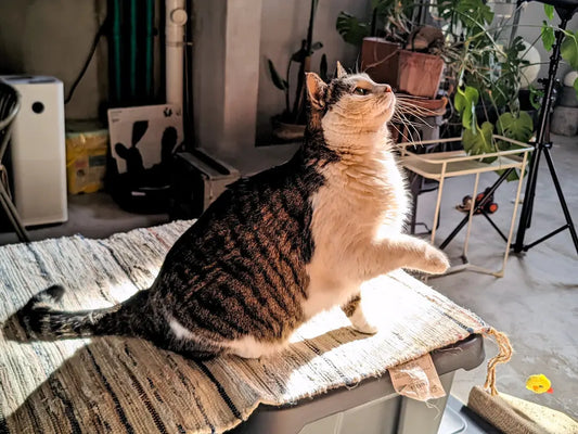 Katzen und Bewegung: Die Wichtigkeit von körperlicher Aktivität für unsere pelzigen Freunde