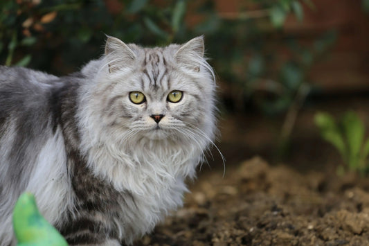 Die-Majestätische-Welt-der-Perserkatzen-Ein-Ausführlicher-Blick-auf-eine-Königliche-Rasse CagillyPaw e.U.