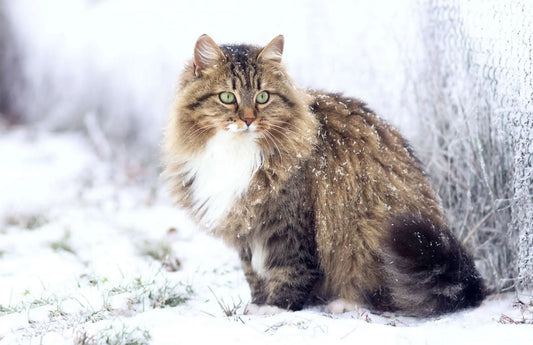 Die-Sibirische-Waldkatze-Die-geheimnisvolle-und-elegante-Jägerin-des-Nordens CagillyPaw e.U.